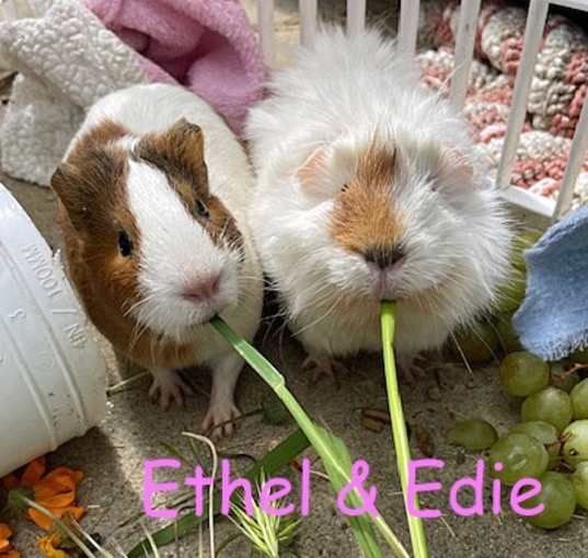 Photo of Edie & Ethel