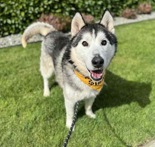 Photo of Apollo