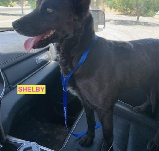 Photo of Shelby