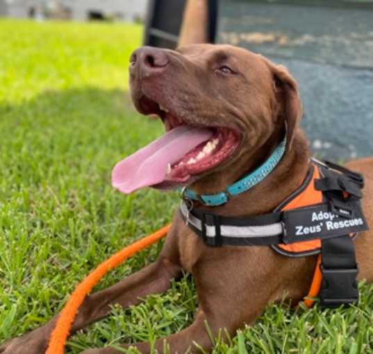 Photo of Gumbo IN FOSTER