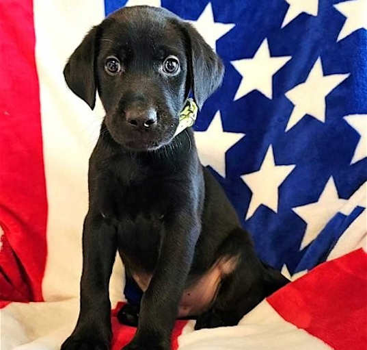 Photo of BLACK LAB MIX PUPPIES