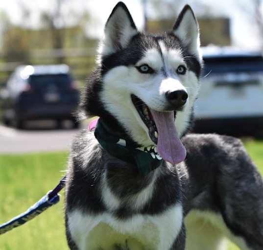 Photo of Lainey