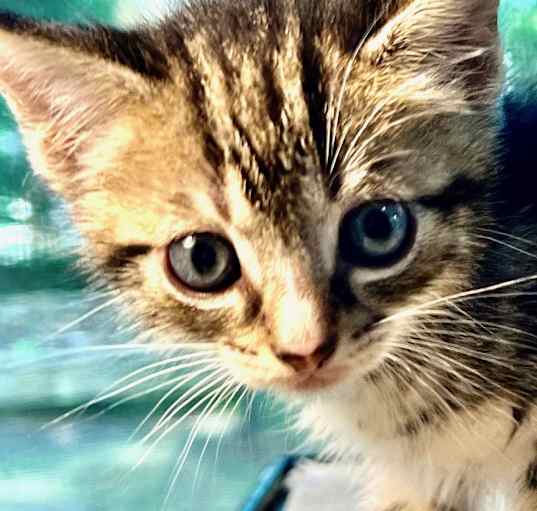 Photo of Flurry