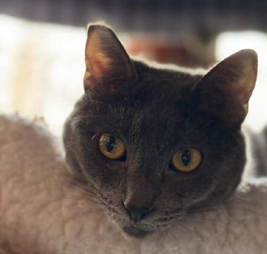 Photo of Lavender