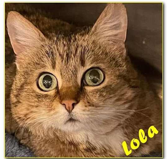 Photo of LOLA