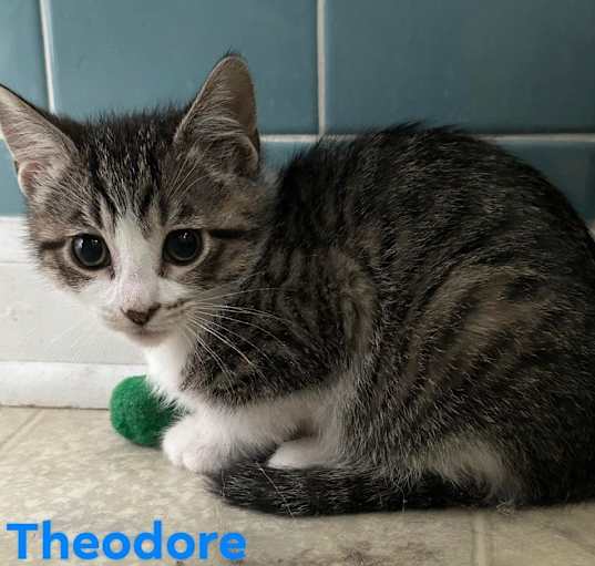 Photo of Theodore