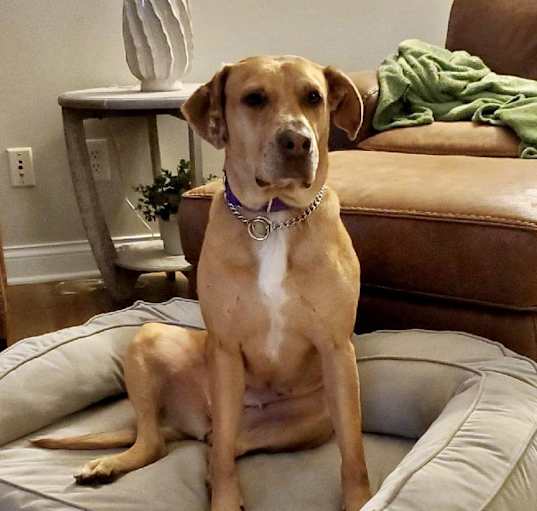 Photo of Rosie