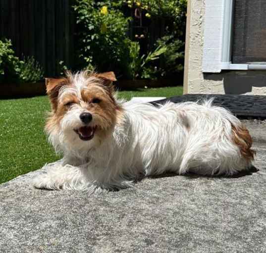 Photo of Pumpkin