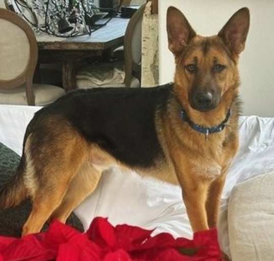 Photo of Hansel D4539 (Gusto)