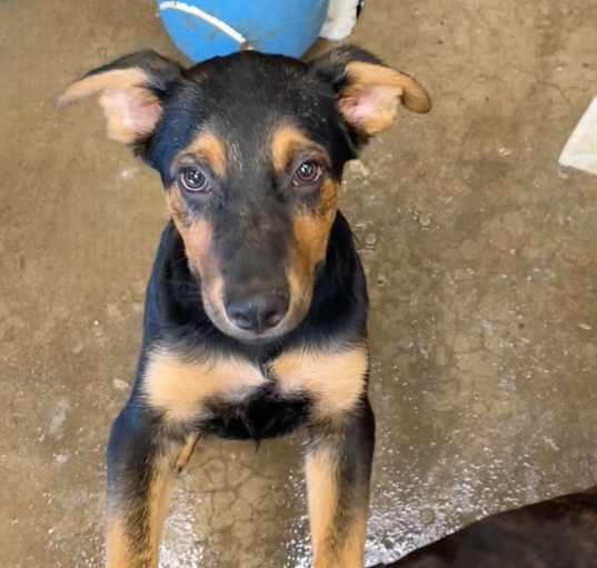 Photo of Momma Liberty Pup - Oklahoma