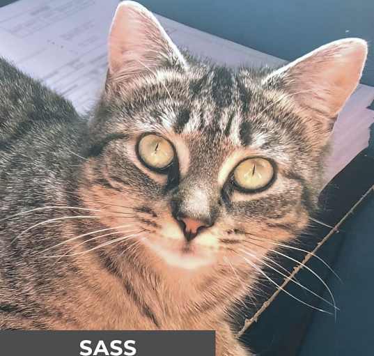 Photo of Sass