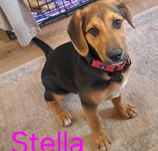 Photo of Stella