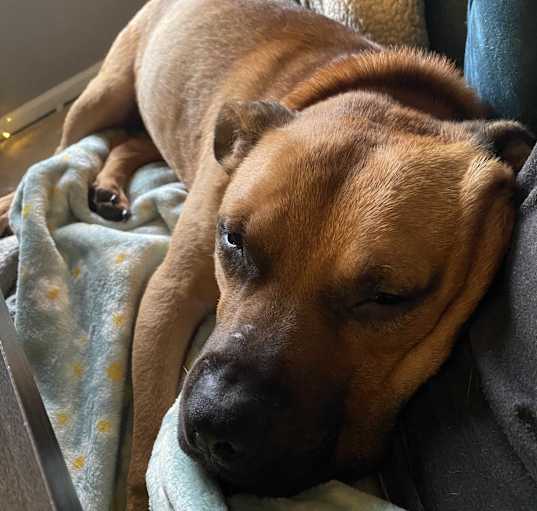 Photo of Spike