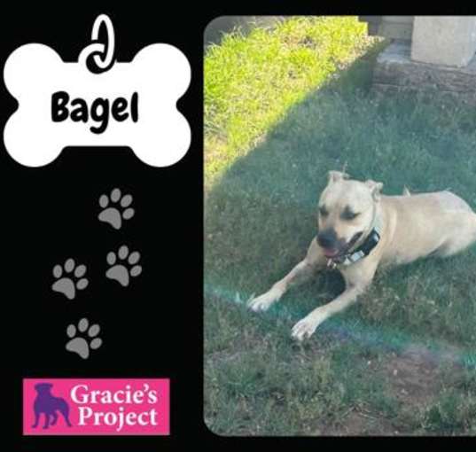 Photo of Bagel