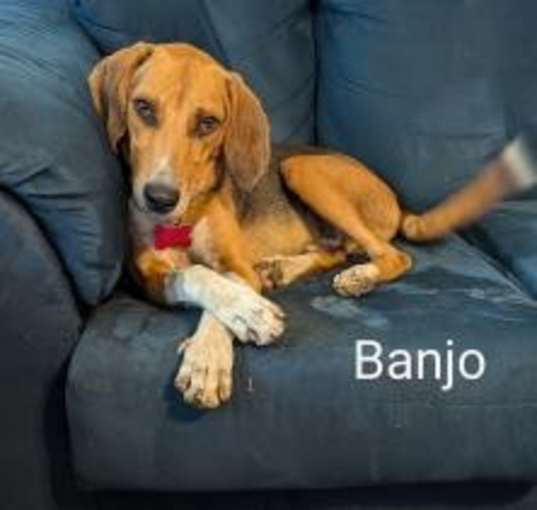 Photo of Banjo Talbot