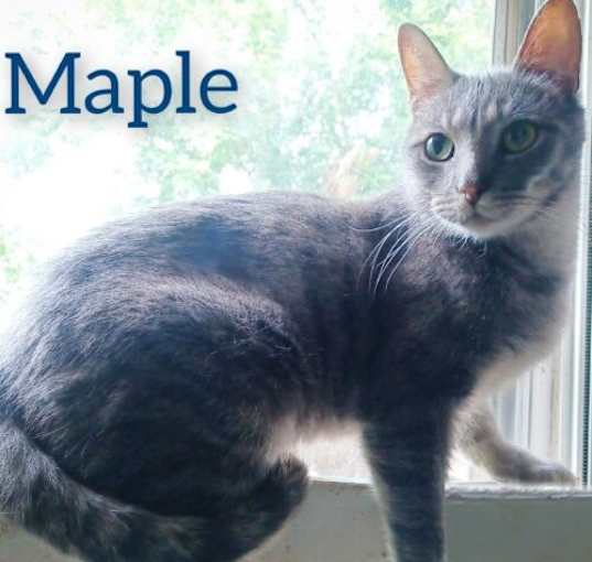 Photo of Maple