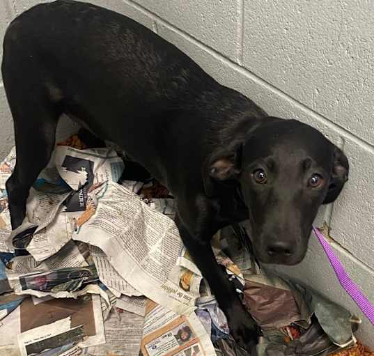 Photo of Black lab puppy 1/Minnie