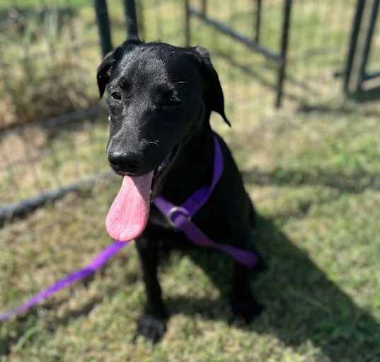 Photo of Black lab puppy 2 Marie