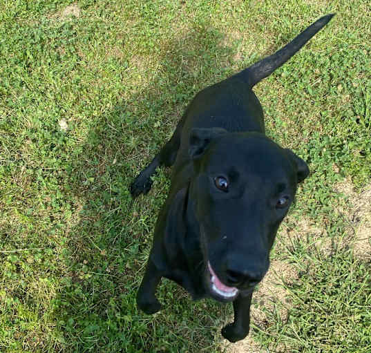 Photo of Black lab puppy 3/Mara