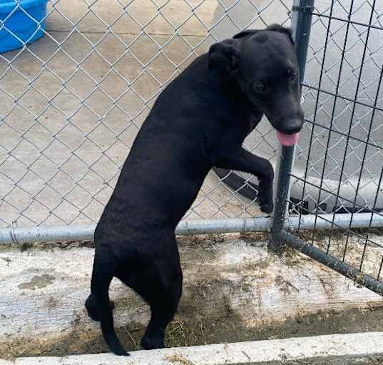 Photo of Black lab puppy 5/ Margaret