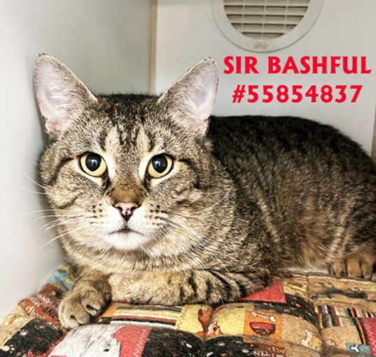 Photo of Sir Bashful