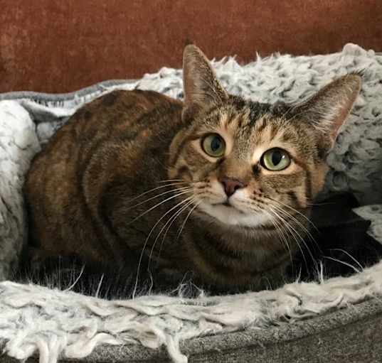 Photo of Lily