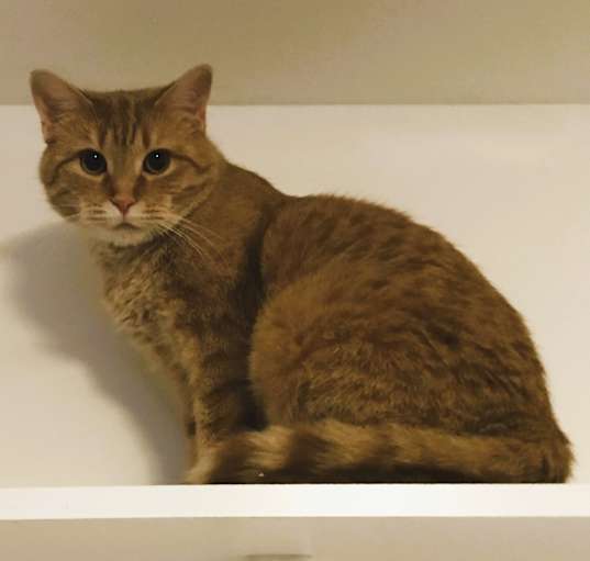 Photo of Nala