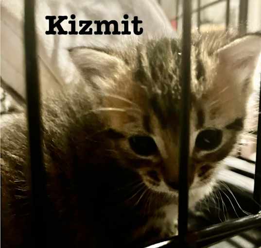 Photo of Kizmit