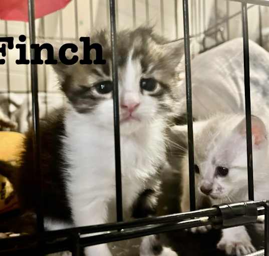 Photo of Finch