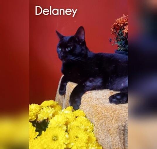 Photo of Delaney