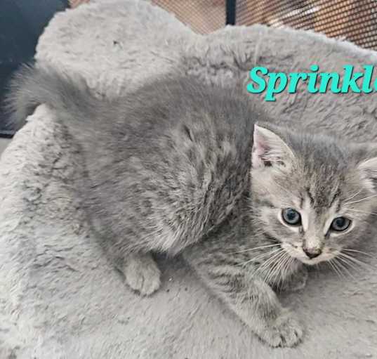 Photo of Sprinkle