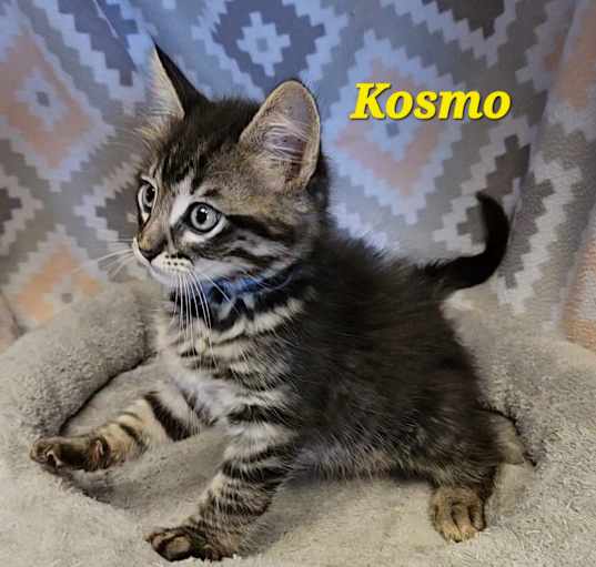 Photo of Kosmo