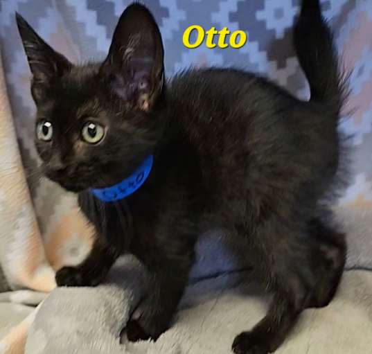 Photo of Otto