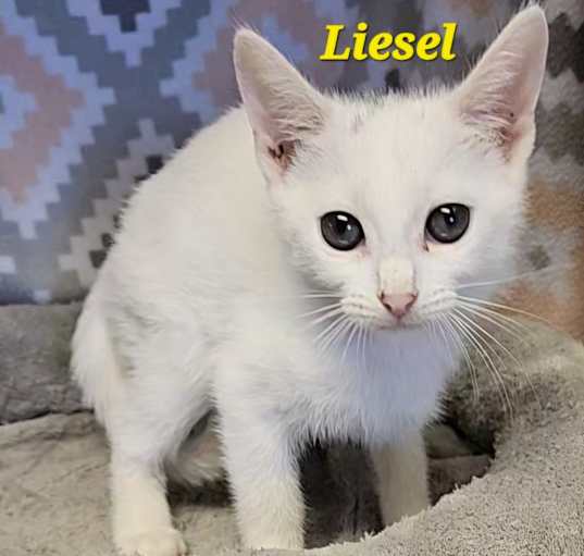 Photo of Liesel