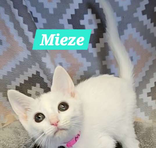 Photo of Mieze