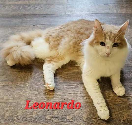 Photo of Leonardo