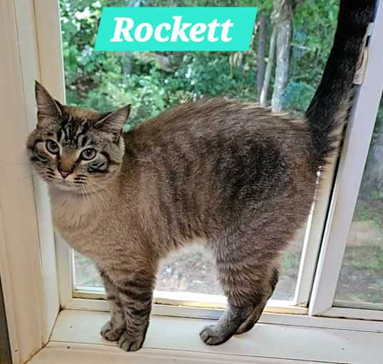 Photo of Rockett