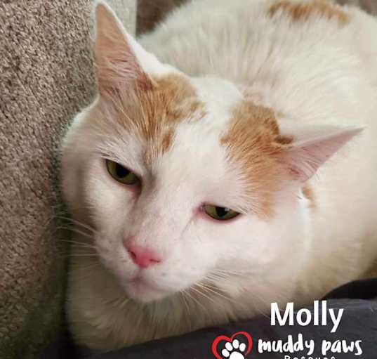 Photo of Molly (Courtesy Post)