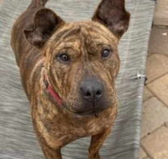 Photo of Butterscotch
