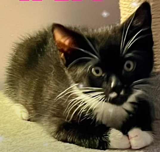 Photo of Kitten: P!nk *Featured at the Petco in Ellicott City, MD*