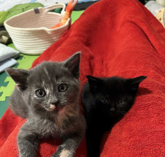 Photo of Ngo - Two Tortie Kittens