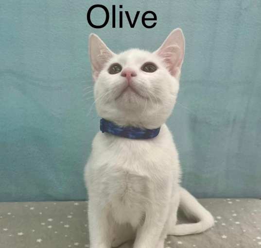 Photo of Olive