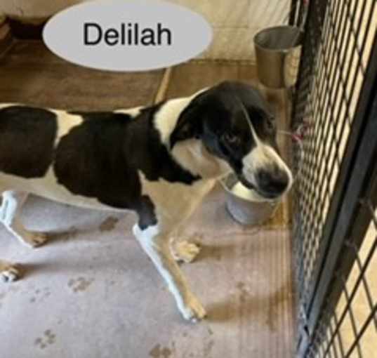 Photo of Delilah