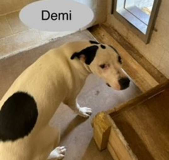 Photo of Demi