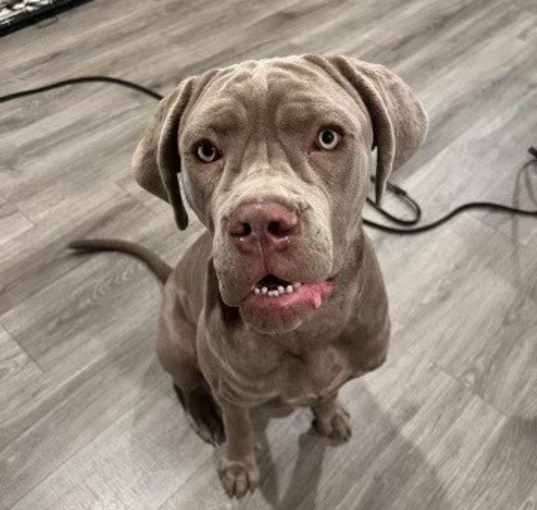 Photo of Remi