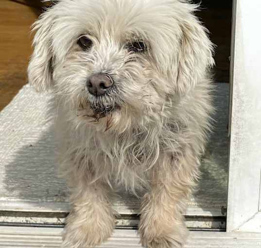 Photo of Lily senior needs help!