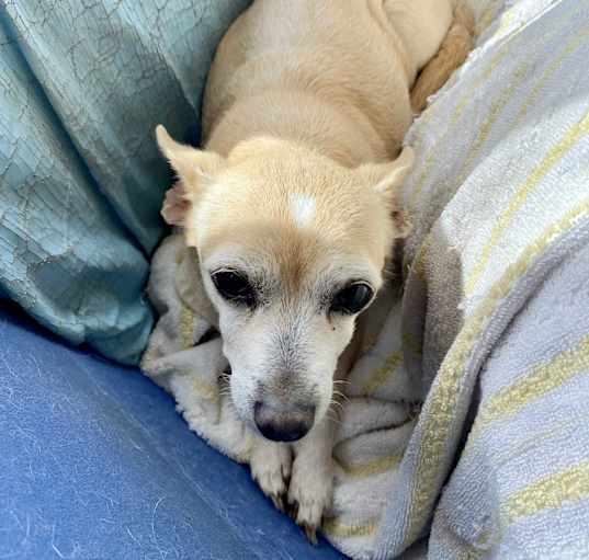 Photo of Girlfriend is a sweet senior