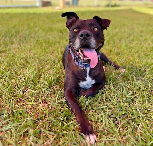 Photo of Neo Silly Sweet Kid Friendly Good Boy