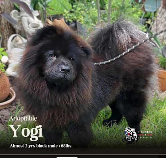 Photo of Yogi