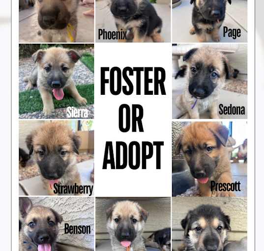 Photo of Taylor - foster-to-adopt pending